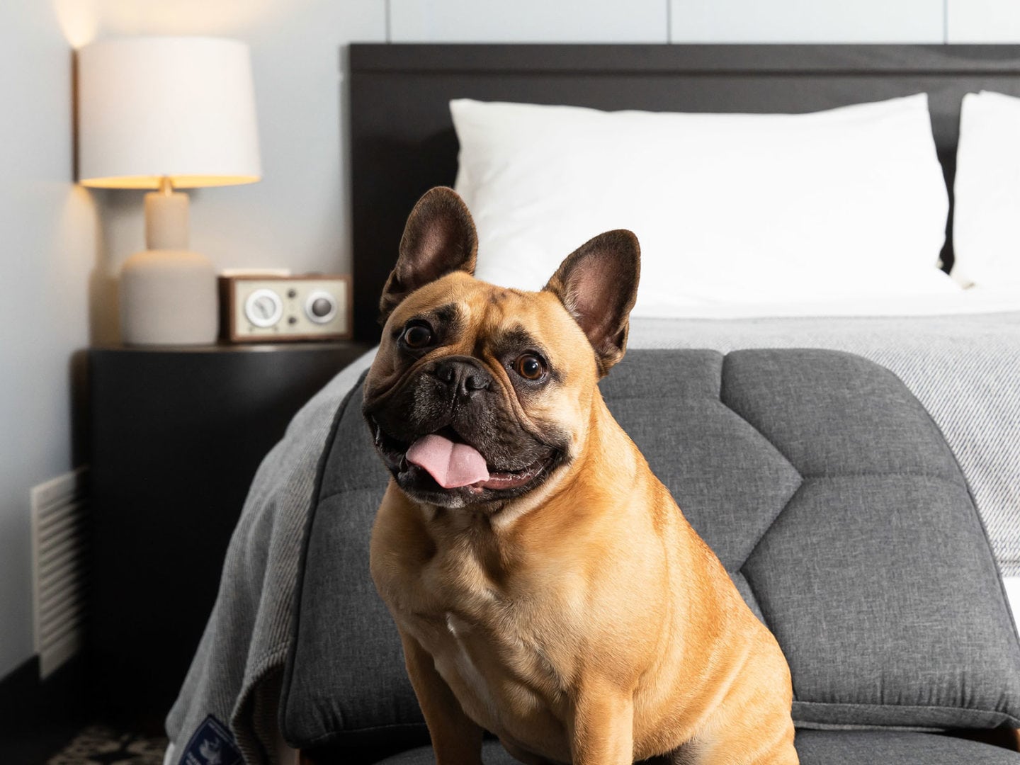 Lora Stillwater Minnesota Hotel Dog Friendly Pet Friendly